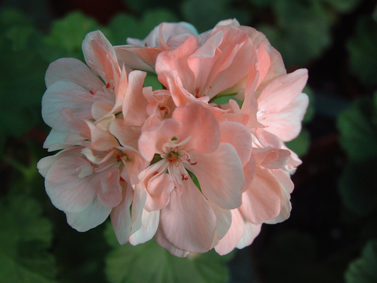 Пеларгония Charmay Hampshire
